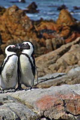 Read Online A Pair of Mated African Penguins Standing on the Rocky Shore: Blank 150 Page Lined Journal for Your Thoughts, Ideas, and Inspiration -  | ePub