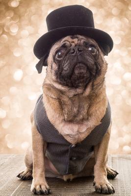 Read Say Hello to the Fancy Pug Dog in Glad Rags Journal: 150 Page Lined Notebook/Diary -  file in PDF