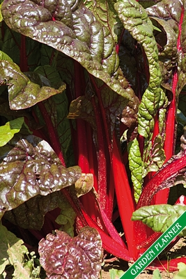 Read Online Garden Planner: Chard, swiss chard. Format A5, 120 pages, fine grey lined. Journal, diary, notebook and garden planner for everything that happens in the garden throughout the year. - Gardenenthusiast Typopeter | PDF